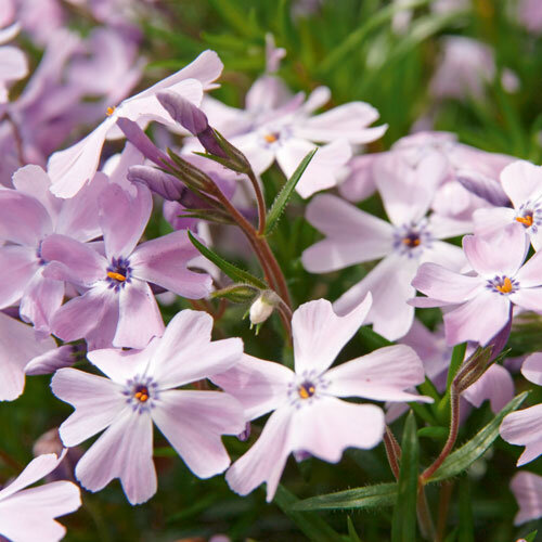 Phlox subulata Emerald Cushion Blue