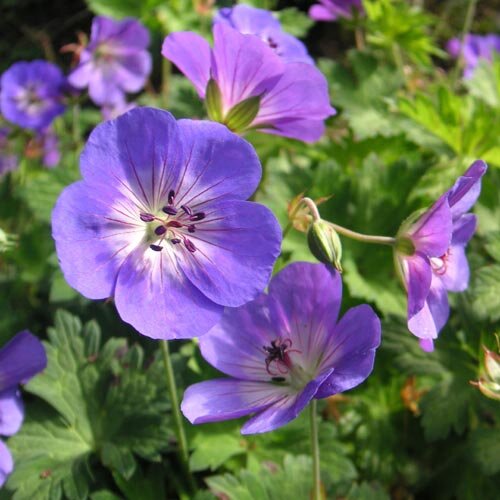 Geranium wallichianum Rozanne