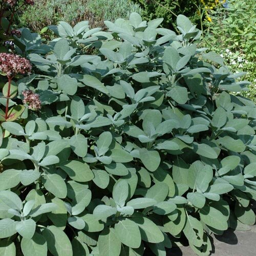 Salvia officinalis Berggarten