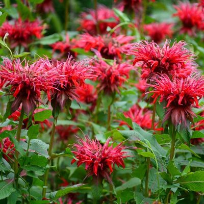 Monarda didyma Squaw