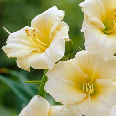 Hemerocallis - Hybriden Longfields Pearl