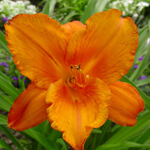 Hemerocallis - Hybriden My Reggae Tiger