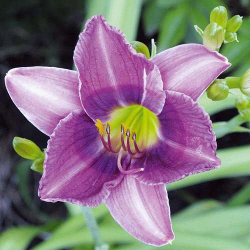 Hemerocallis - Hybriden Siloam New Toy