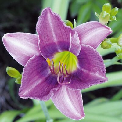 Hemerocallis - Hybriden Siloam New Toy