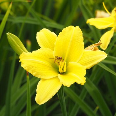 Hemerocallis - Hybriden Tequila and Lime