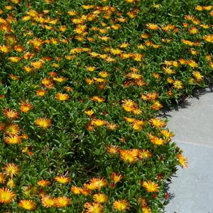 Delosperma cooperi