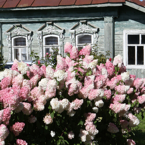 Hydrangea paniculata Vanille Fraise