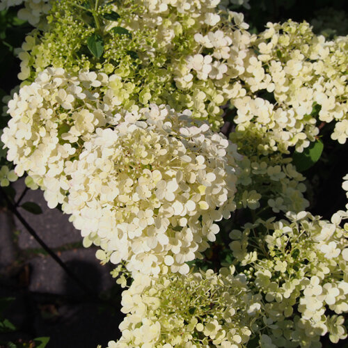 Hydrangea paniculata Bobo
