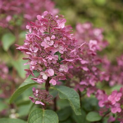 Hydrangea paniculata Wim's Red