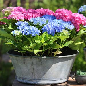 Hydrangea macrophylla Little Pink