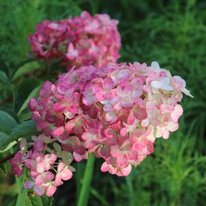 Hydrangea paniculata Fraise Melba