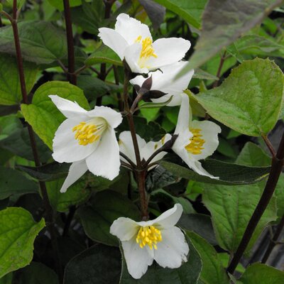 Philadelphus Starbright