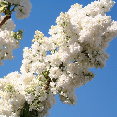 Syringa vulgaris Madame Lemoine