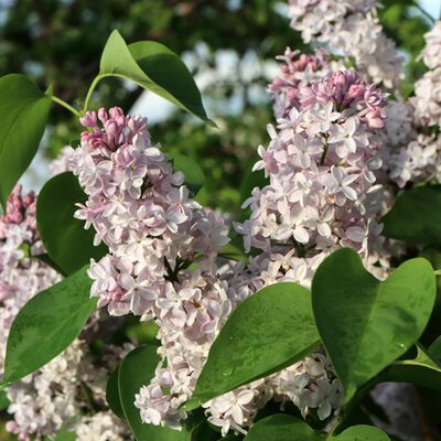 Syringa vulgaris Katharina Havemeyer