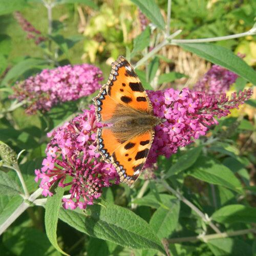 Buddleja davidii 'Pink Delight'