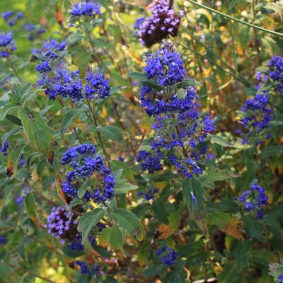 Caryopteris clandonensis Heavenly Blue