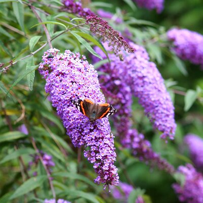 Buddleja davidii Ile de France