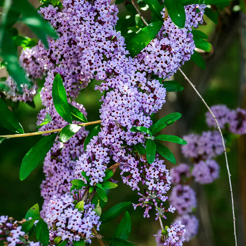 Buddleja alternifolia Unique