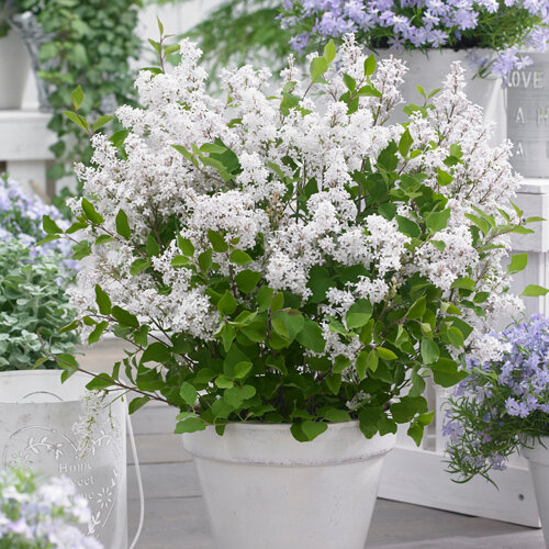 Syringa hybride Flowerfesta White