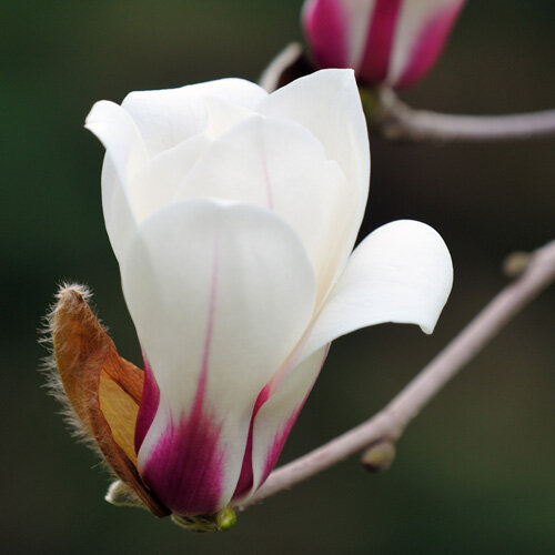 Magnolia Sunrise