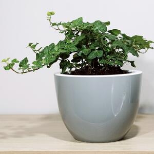 Hedera helix