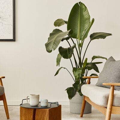 Strelitzia nicolai