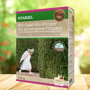 für immergrüne Gartenpflanzen